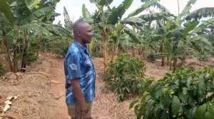 Banana and Coffee mixed farming in Uganda