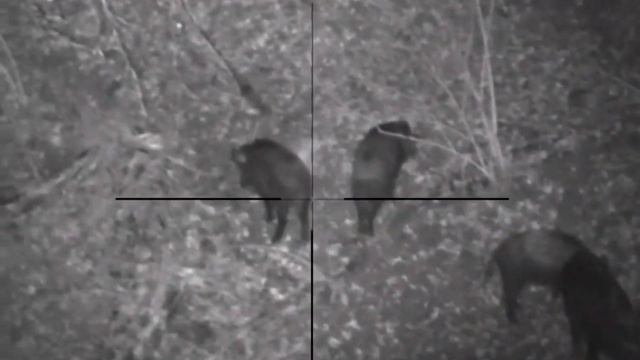 Wild boars recorded with Pulsar Ultra N450