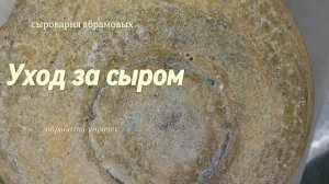 Залипательное видео: уход за сыром шаг за шагом \ Mesmerizing Video: Step-by-Step Cheese Affinage