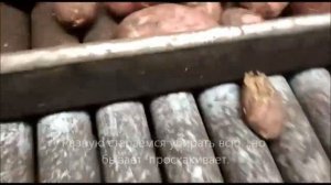 08.12.2018г. Работа над качеством переборки и фасовки картофеля.