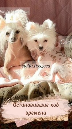 Вечная♥️#ccd #puppy #chinesecrested#love #hairlessdog#китайскаяхохлатая #миникхс #pets #минисобачки