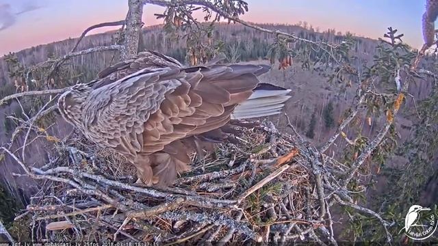 Juras ergli 2018 03 18 Raimis, Milda un zivs смотреть онлайн