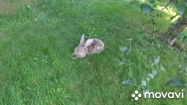 Обзор хозяйства. Бройлеры. Кролики. Собака Ка-де-бо Роббен. смотреть онлайн