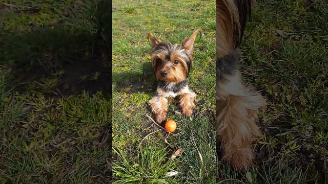 Они для нас -- страница в жизни, а мы для них и есть вся жизнь…❤ Моя Моника смотреть онлайн