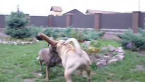 Ка де Бо Чак и Клеопатра - такого апорта Вы не видели!