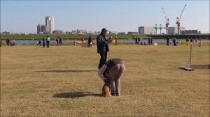 Norfolk Terrier 来　2015秋季訓練競技大会　CD2 　7席