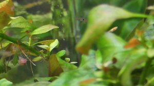 Перлинг в аквариуме