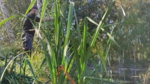 ✔ОСЕННИЙ КАРАСЬ НА УДОЧКУ. КРАСОТА А НЕ РЫБАЛКА. 16 сентября 2023 г.