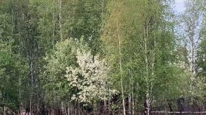 Смотри какая красота