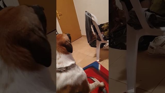 Плакала,по собачьи смотреть онлайн