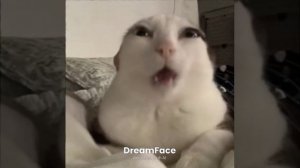любой кот под сигму