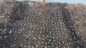 Еще один способ посадки капусты на рассаду. Не требует прореживания.