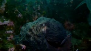 .... Интересные факты про Кальмара и Осьминога.....