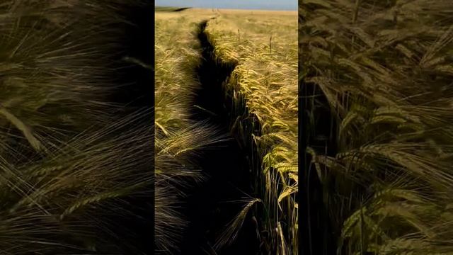 Обучение глазами ученика Димы. Флай-тур в Татарстане  #альтаираэро #параплан #научитьсялетать
