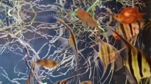 Альтумы в аквариуме от Duong Tuan Anh