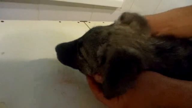 7 км.-щенок-сломана челюстьподозрение на перелом задней лапы.