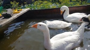 Гуси и утки ныряют