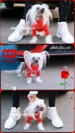 #Multik ❤️#миникхс #shortsvideo #chinesecrested #hairlessdog #мультик #китайскаяхохлатая #ccd #кхс