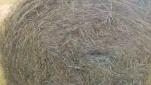 КФХ Идиятуллин/ Поставили личный рекорд по заготовки тюков за смену/ Фермерское хозяйство с нуля