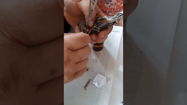 Канарейки- операция по удалению перьевой кисты.