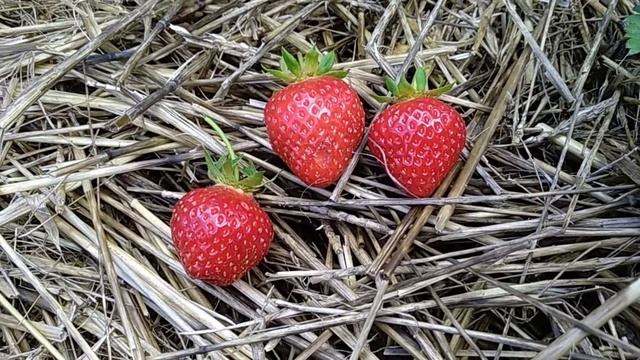 Сорт клубники Манон де Фрез / Manon des Fraises. Достойный француз.