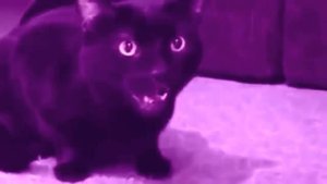 MADEVIL - Поющий кот |MMV #87