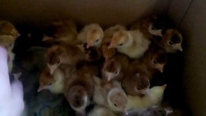 ИНДЮШАТА С ИНКУБАТОРА! 100% ВЫХОД.РЕЖИМ ИНКУБАЦИИ. МОЙ ОПЫТ.    4 лютого 2020 р.