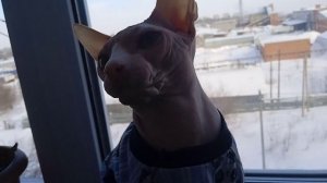 Котик Зевс сидит на подоконнике