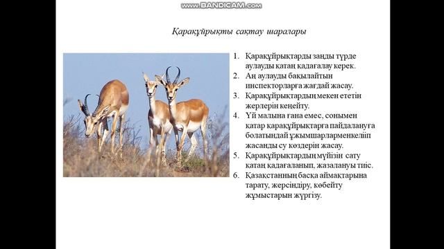 Қарақұйрық достары Ғылыми жоба номинациясы А.Өтепбергенов ат. ЖББМ КММ