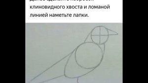 Как нарисовать ворону поэтапно, легко и просто