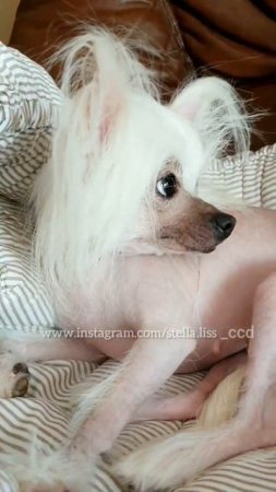 Не такая как Все #hairlessdog #chinesecrested #китайскаяхохлатая #shortsvideo#ccd #миникхс #мультик