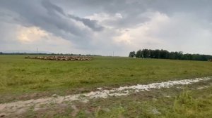 После крупного града лошади разбежались и поломало немного построек/ КФХ Идиятуллин