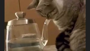 Кот и чайник