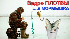 🐠Ведро ПЛОТВЫ🔥 на "мотыля". Зимняя рыбалка на Рузском водохранилище на зеркальном льду!!!