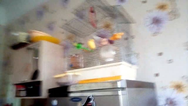 Сказка про канареек «в лесу» 1 часть смотреть онлайн