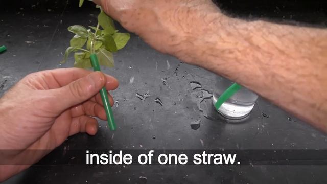 Growing Herbs in Aquarium смотреть онлайн