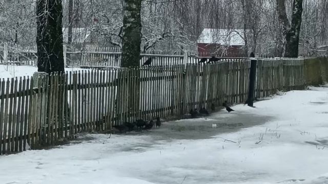 каждый год 31 декабря мы с друзьями ходим в баню смотреть онлайн