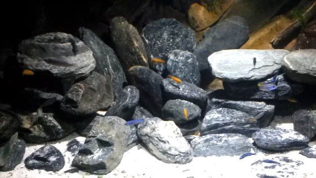 malawi LED 10 W naświetlacz смотреть онлайн