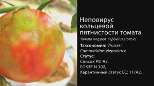 Неповирус кольцевой пятнистости томата