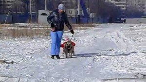 Ка де бо - ездовые собаки