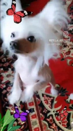 ❤️#shortsvideo#мультик #chinesecrested #hairlessdog #китайскаяхохлатая #миникхс#ccd #puppy #кхс