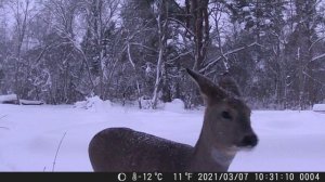PR700 20MP 1080P Trail Camera