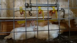 Продажа Молодые семьи Бресс Гальской