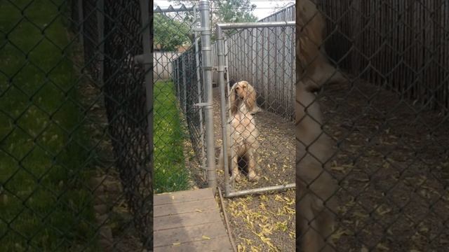 Afghan Hound trying her best to talk her way into getting a treat
