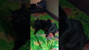 Кошачья борьба