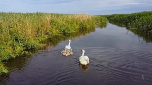 Лебеди Калининградской Области