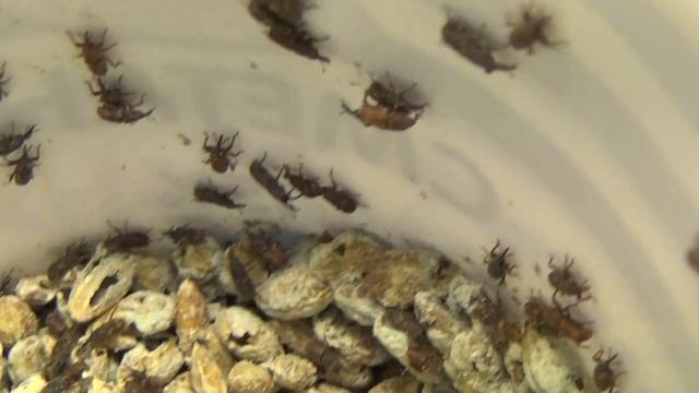 Як шкодят зерну жуки Кукурудзяного довгоносика? Great maize weevil Sitophilus zeamais Curculionidae