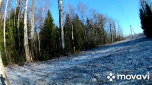 Загонная охота на лося 2023. Лось  вышел на мой номер и был добыт))))