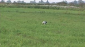 Английский пойнтер