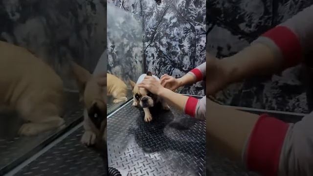 Обучение грумингу в Туле «БАЗОВЫЙ КУРС »